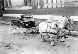Goats pulling toy hearse